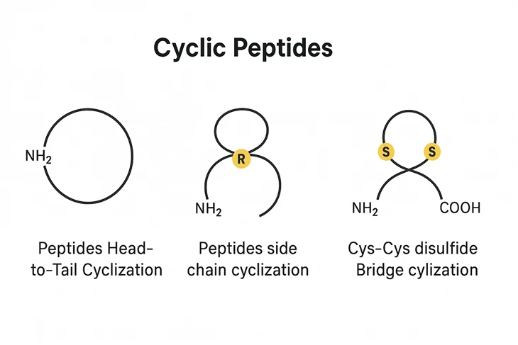 Peptide tuần hoàn