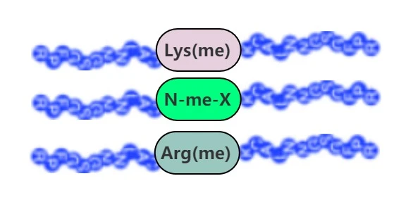 Peptide đã methyl hóa