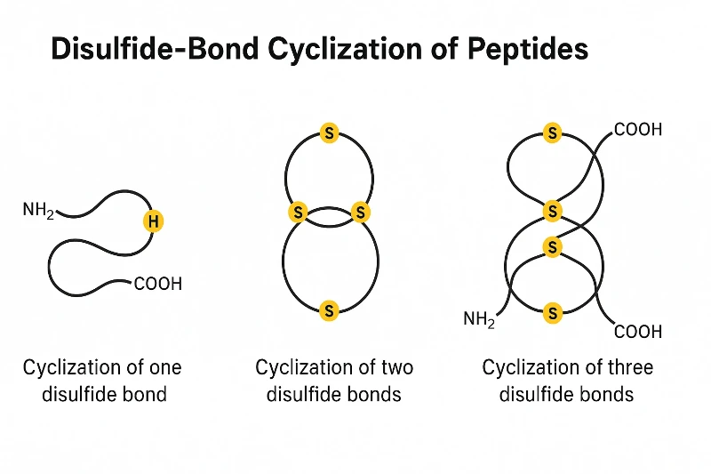 Disulfide-Bond Cyclization Of Peptides 1 Disulfide-Bond Cyclization Of Peptides 1
