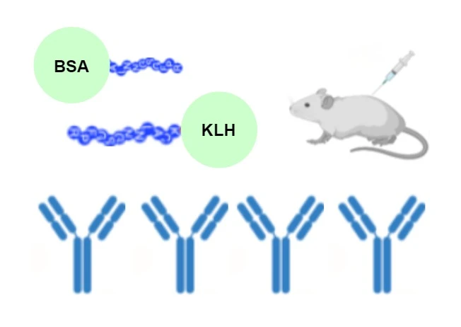 Peptide liên hợp KLH, BSA hoặc OVA
