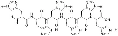 6 × Peptide của anh ấy
