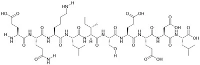 Myc   Epitope   Peptide