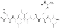 PAR-2 (1-6) Amide (chuột, Chuột)