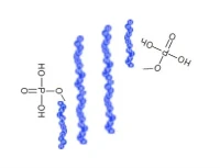 Peptide được phosphoryl hóa